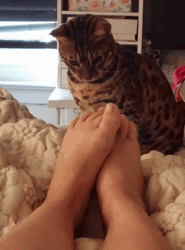 Cat Confused On Feet GIF
