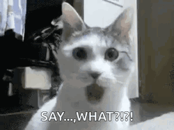 Cat Confused Reaction Say What GIF