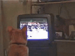Cat Copying Boxing Match