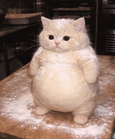 Cat Covered In Flour On Table GIF