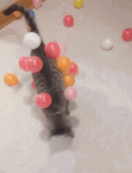 Cat Covered With Happy Birthday Balloons GIF