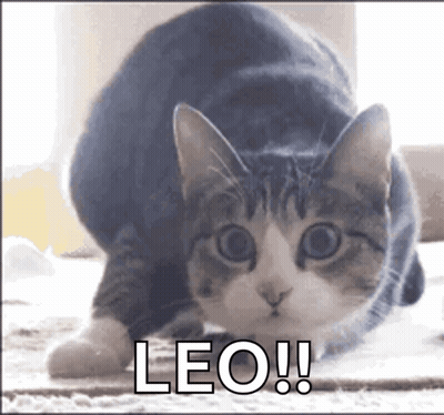 Cat Crawling On Floor Leo GIF