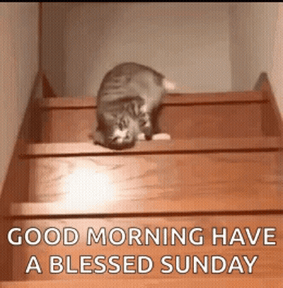 Cat Crawling Up Wooden Stairs GIF