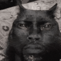 Cat Cursed GIF