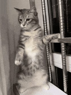 Cat Cute Cat GIF