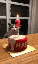 Cat Cute Happy Birthday Cake