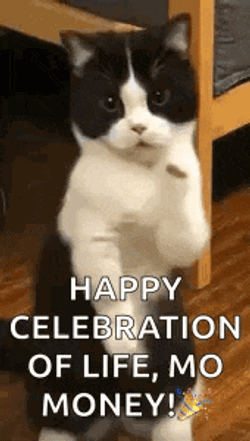 Cat Dance Dancing Cat GIF