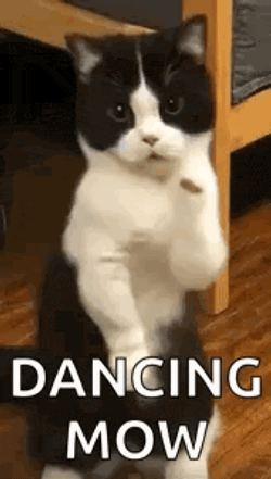 Cat Dance Dancing Cat GIF