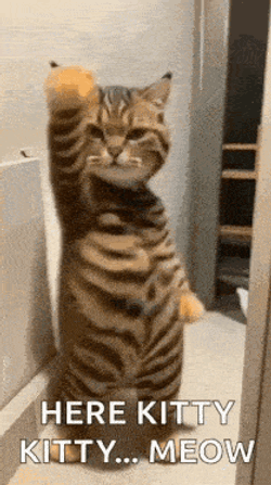 Cat Dance Slow Dance GIF
