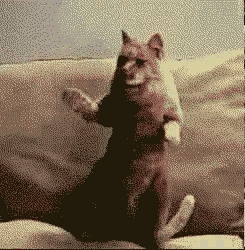 Cat Dance While On The Sofa GIF