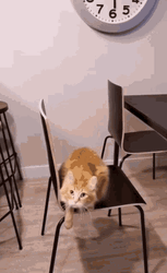 Cat Dancing Cool Chair Standing Wiggle GIF