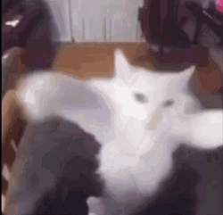 Cat Dancing Cute Hug Crazy Shake GIF