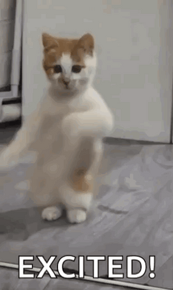 Cat Dancing Food Time Excited Meme GIF