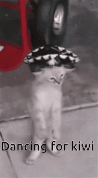 Cat Dancing For Kiwi With Hat GIF