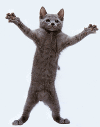 Cat Dancing Funny Furry Arms Wide Open GIF