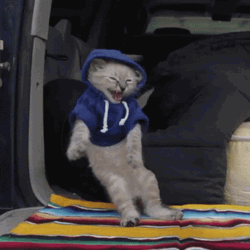 Cat Dancing Hoodie Car Falling Down Funny Meme GIF
