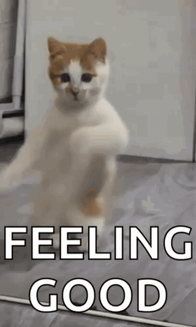 Cat Dancing In Front Of Mirror Feeling Good GIF