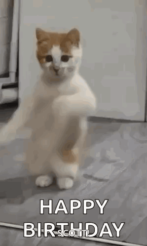 Cat Dancing On Hind Legs GIF