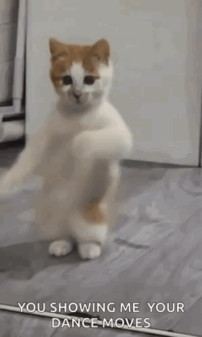 Cat Dancing On Hind Legs GIF