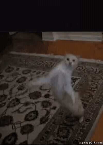 Cat Dancing On Rug GIF