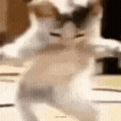 Cat Dancing On Table GIF