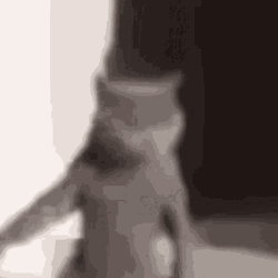 Cat Dancing Sway Body Funny Black And White GIF