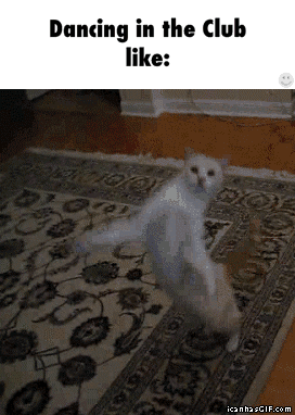 Cat Dancing With Words Dancing In The Club Like GIF