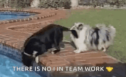 Cat Dog There's No I In Team Work GIF