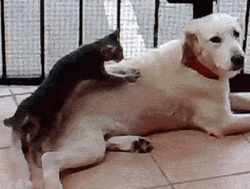 Cat Doing A Sensual Massage With A Dog