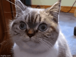 Cat Doing Blank Stare Challenge GIF