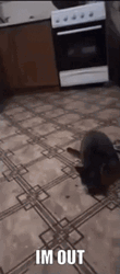 Cat Doing I'm Out Gesture GIF