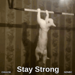 Cat Doing Pull Up Strong Core GIF
