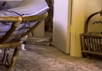 Cat Dragging Owner By The Hair GIF