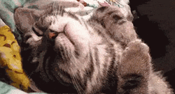 Cat Dreaming Moving Hands GIF