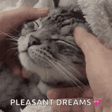 Cat Dreaming Sweet Dreams
