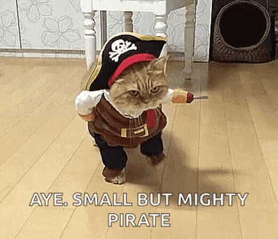 Cat Dressed As Pirate Holding Sword GIF