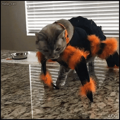 Cat Dressed As Spider With Orange Feathers GIF