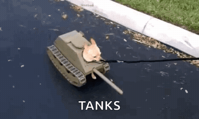 Cat Dressed As Tank On Leash GIF