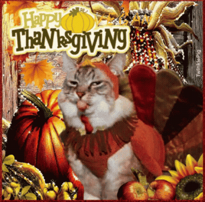 Cat Dressed As Turkey Surrounded By Pumpkins And Corn GIF