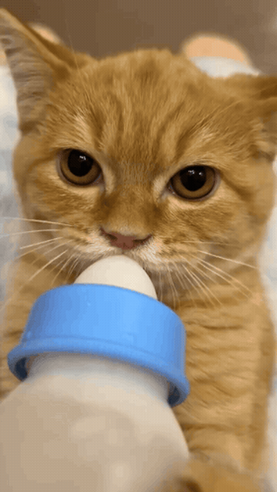 Cat Drinking From Baby Bottle GIF