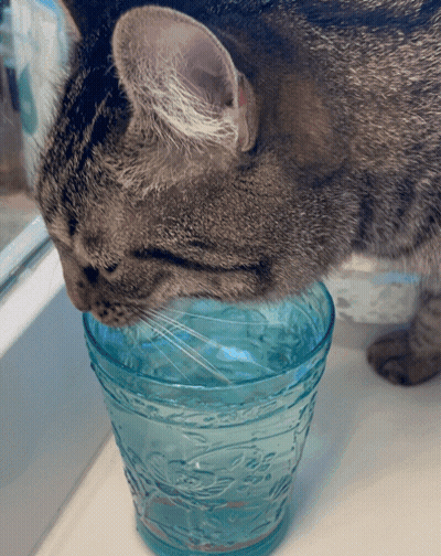 Cat Drinking From Blue Patterned Glass GIF