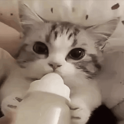 Cat Drinking From Bottle GIF