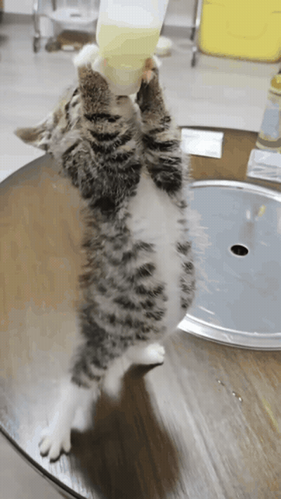 Cat Drinking From Bottle On Table GIF
