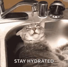 Cat Drinking In Faucet GIF