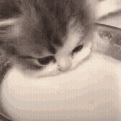 Cat Drinking Milk From Bowl GIF