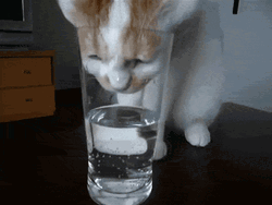Cat Drinking Water GIF