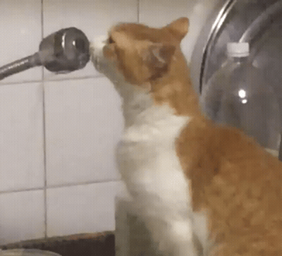 Cat Drinking Water From Faucet GIF