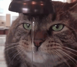 Cat Drinking Water GIF