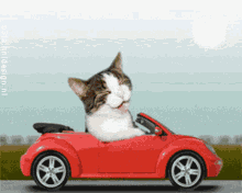 Cat Driving And Singing
