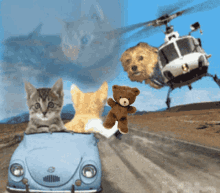 Cat Driving Another Cat , Dog Chasing Them GIF